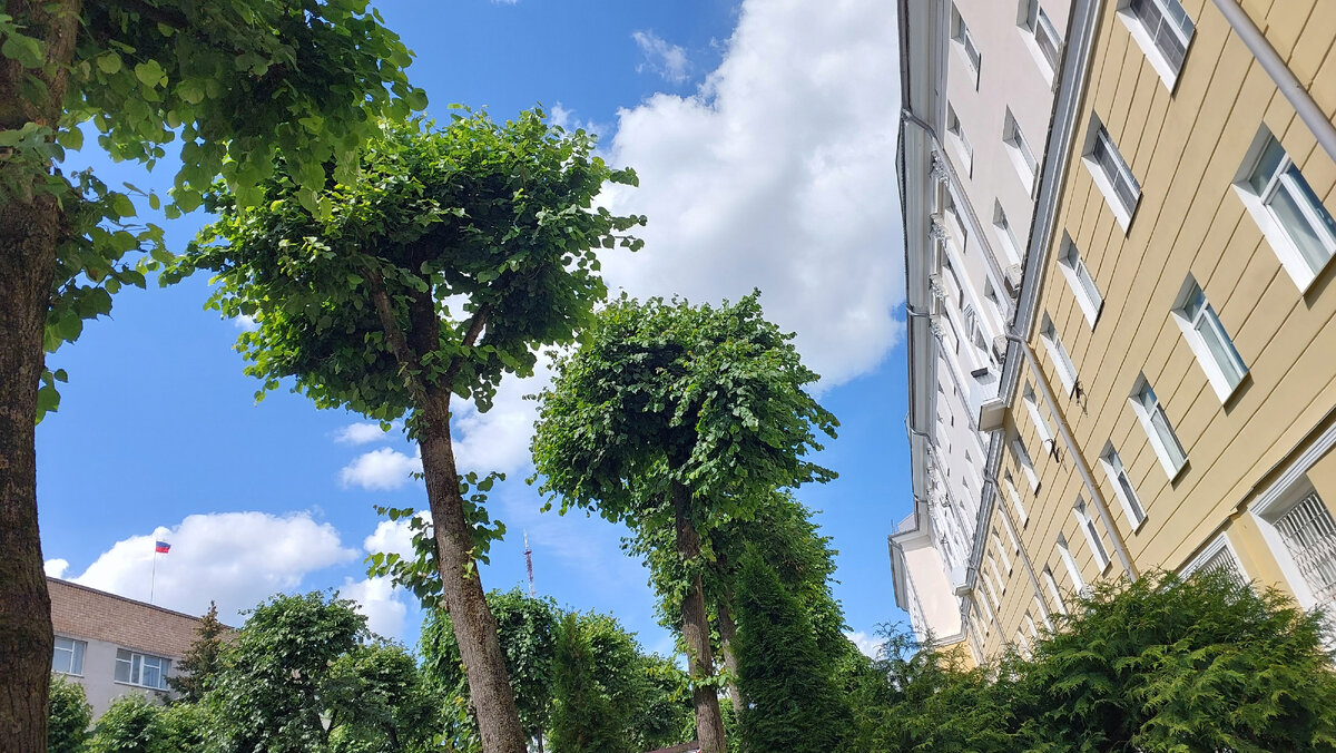 Деревья на аллее