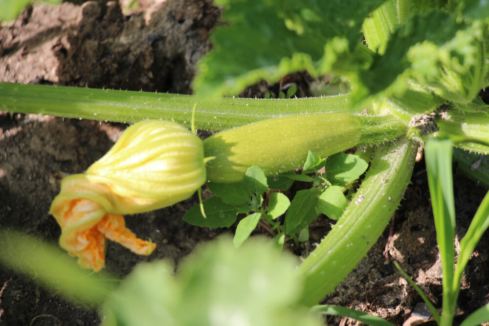    Почему желтеют завязи кабачков?