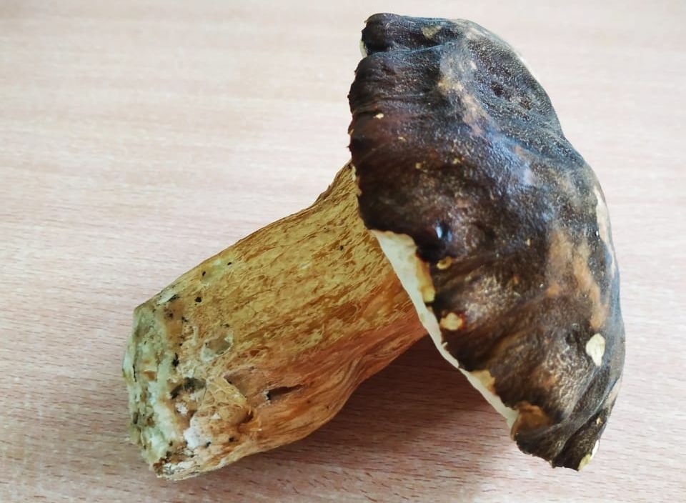    Белый – царь грибов, такого красавца нашли в пригороде Владивостока. Ярослав ЮРИН