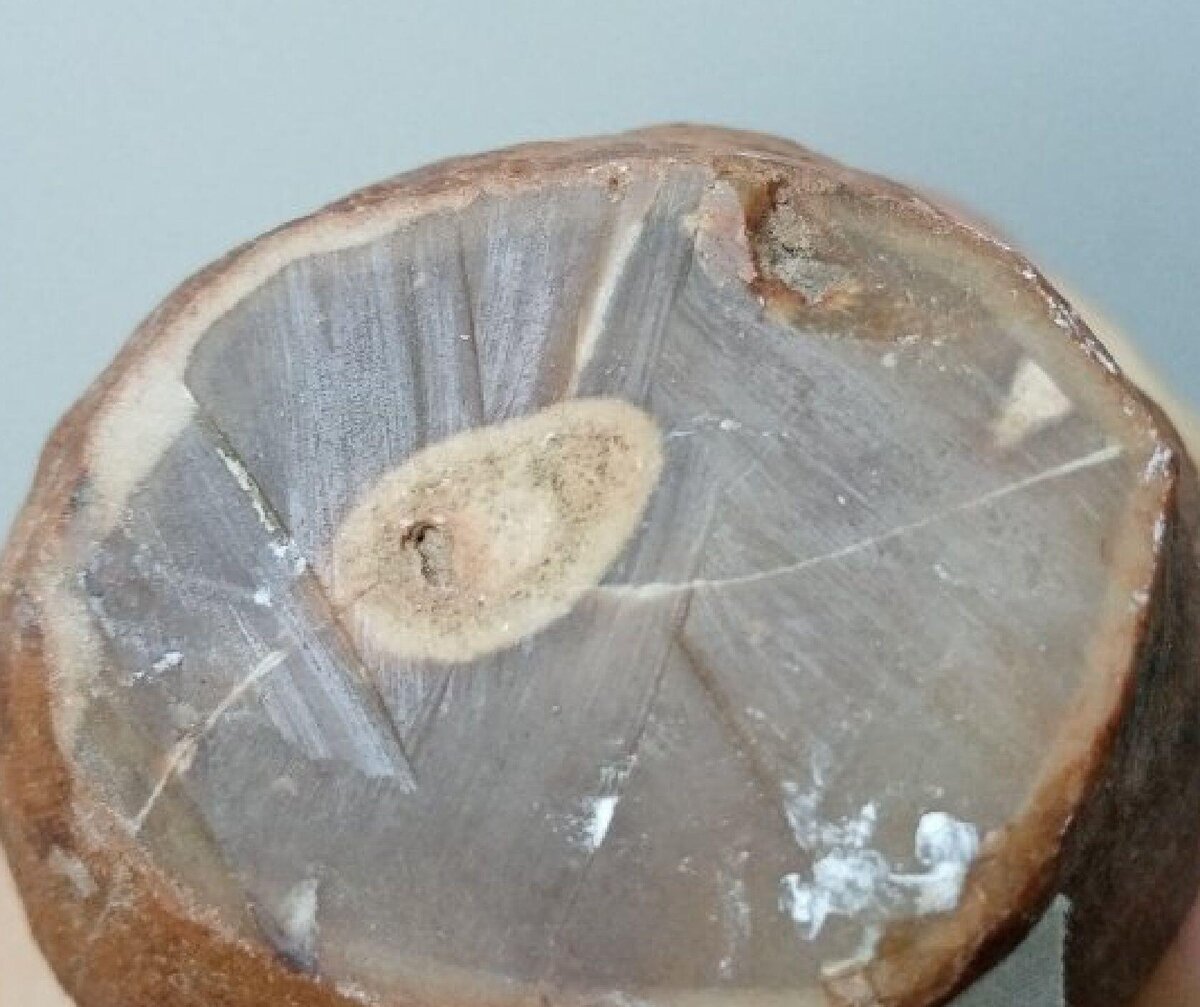 1а. Так выглядит срез этой "амфоры" или кокона из "Чужого")))