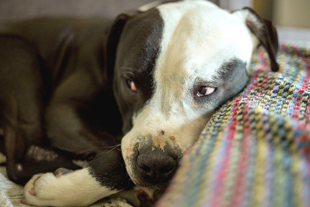 Вздрагивает при каждом шорохе и не сводит с вас взгляд? О доверии говорить рано.