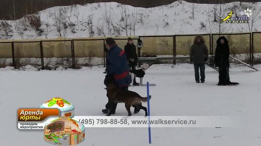 Дрессировка собак, команды рядом и обход, переключения на движении, группа площадка