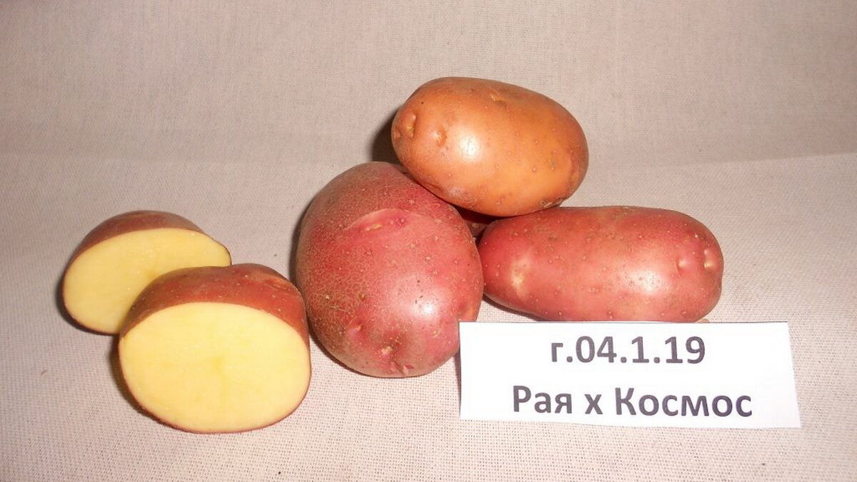 Сорта картофеля для нижегородской области с фото