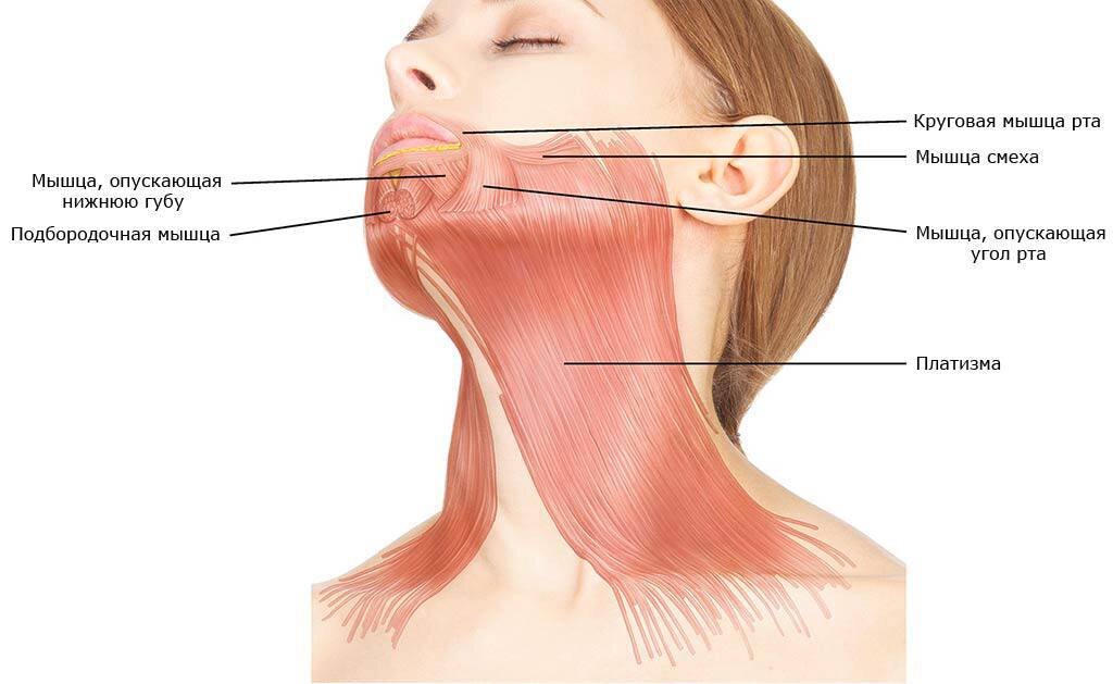 Подкожная мышца шеи платизма.
