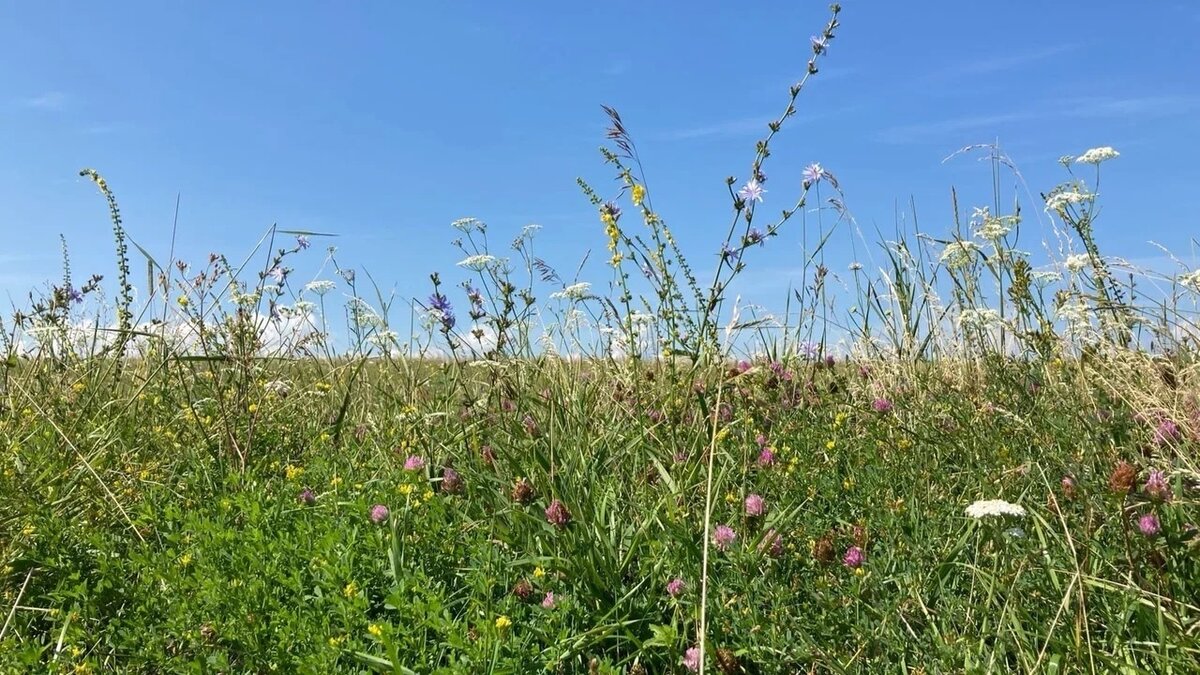     В Казани для ликвидации в Вахитовском и Приволжском районах борщевика Сосновского выделили более 1,1 млн рублей. Контракт будет заключен до 14 октября 2023 года. Соответствующая информация содержится на портале госзакупок.
