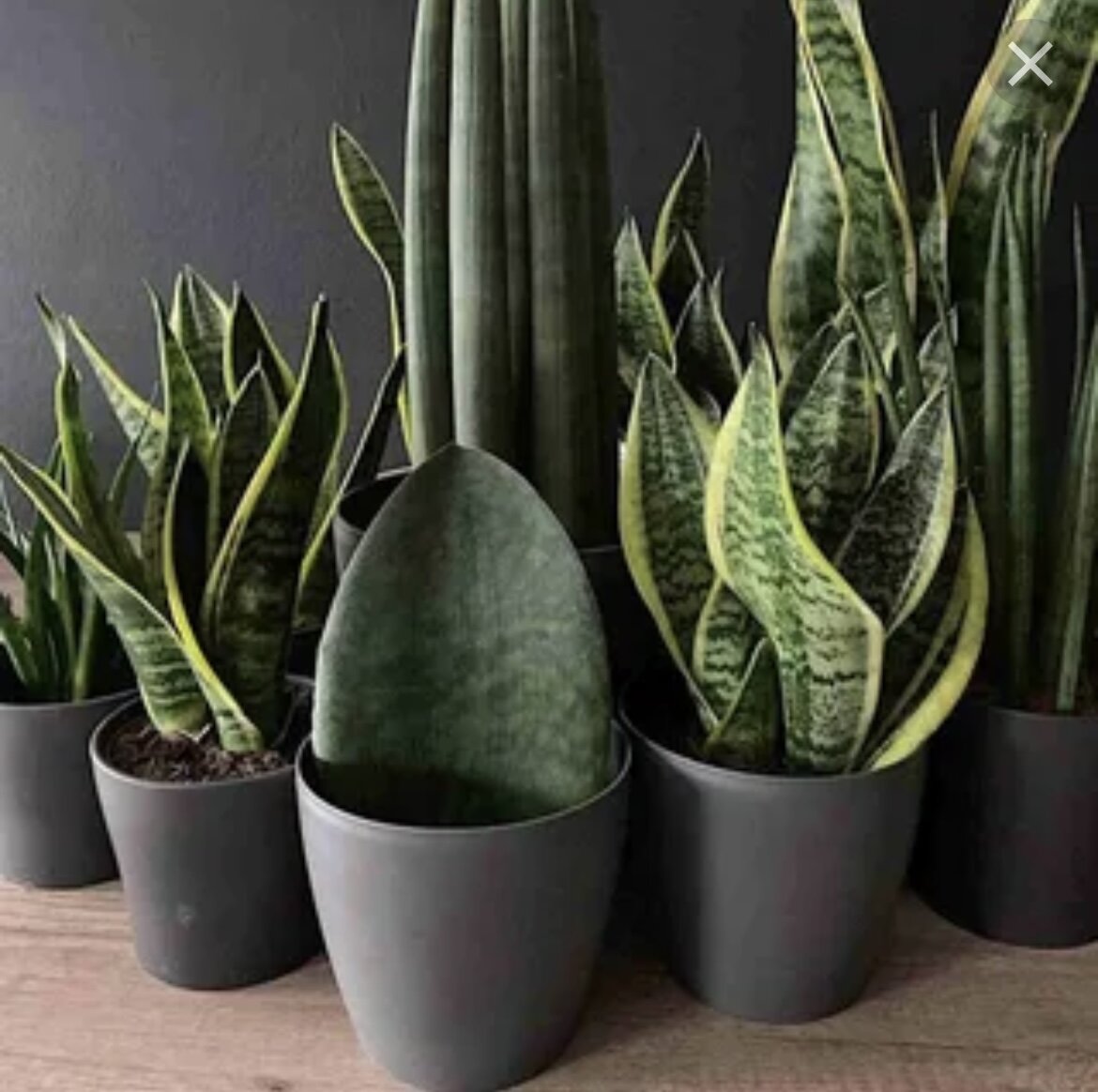 Сансевьерия