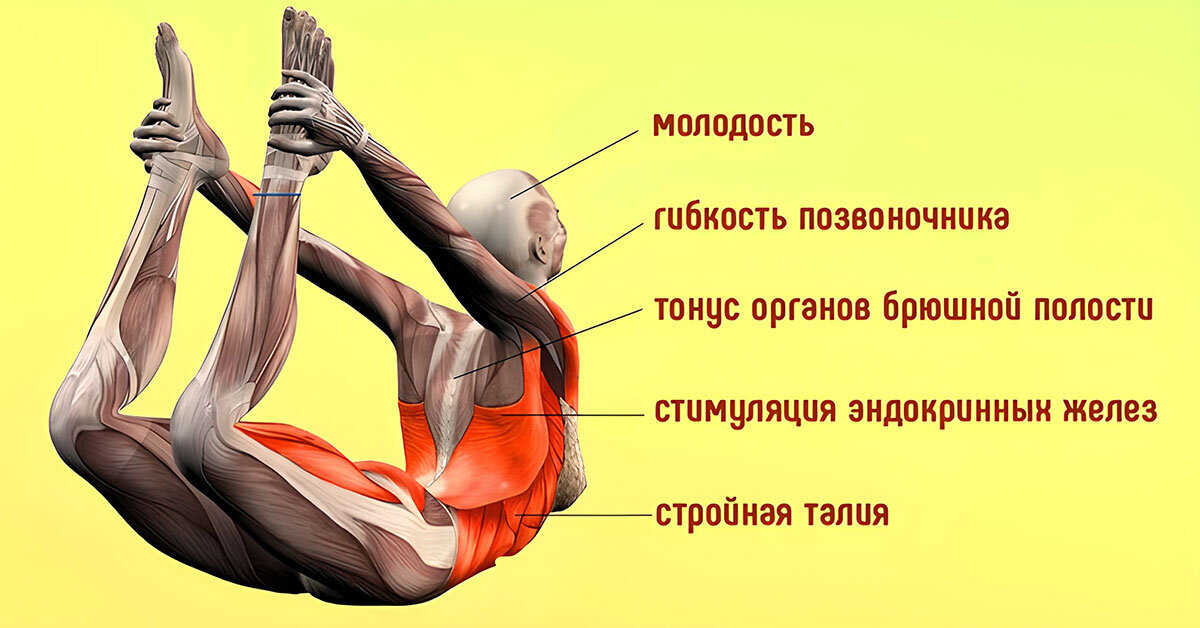 Гибкость позвоночника. Гибкость это молодость. Поза лука мышцы. Гибкость это молодость позвоночника. Гибкость позвоночника обеспечивается