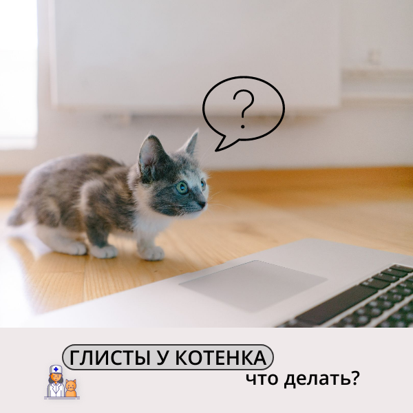 Ленточные глисты у кошек, гельминтоз: симптомы и лечение | Hill's Pet