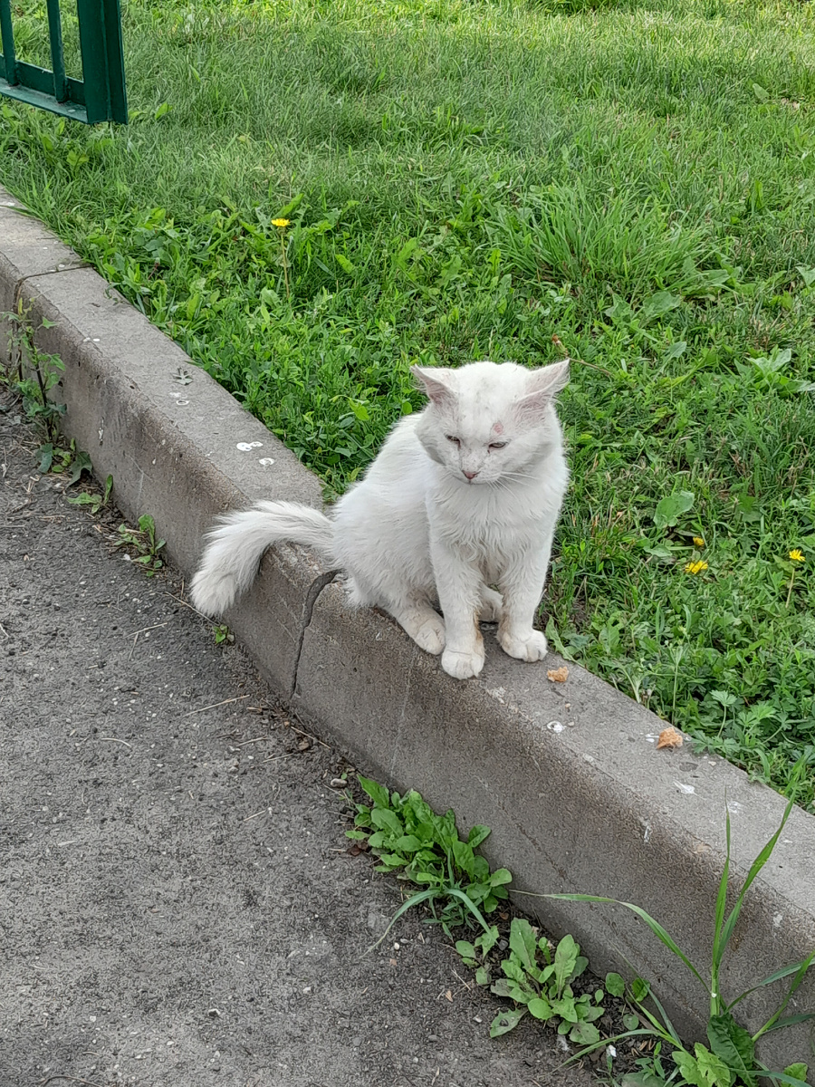 Кот Беляшик.