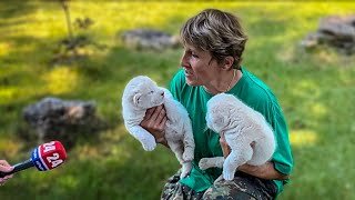 Крым 24 снимает сюжет о рождении БЕЛЫХ ЛЬВЯТ в Тайгане!