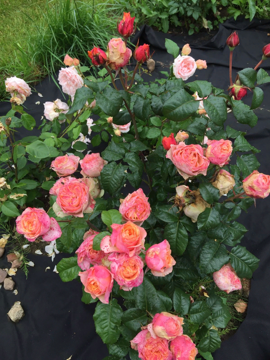 Не успеваю снять все отцветшие . 