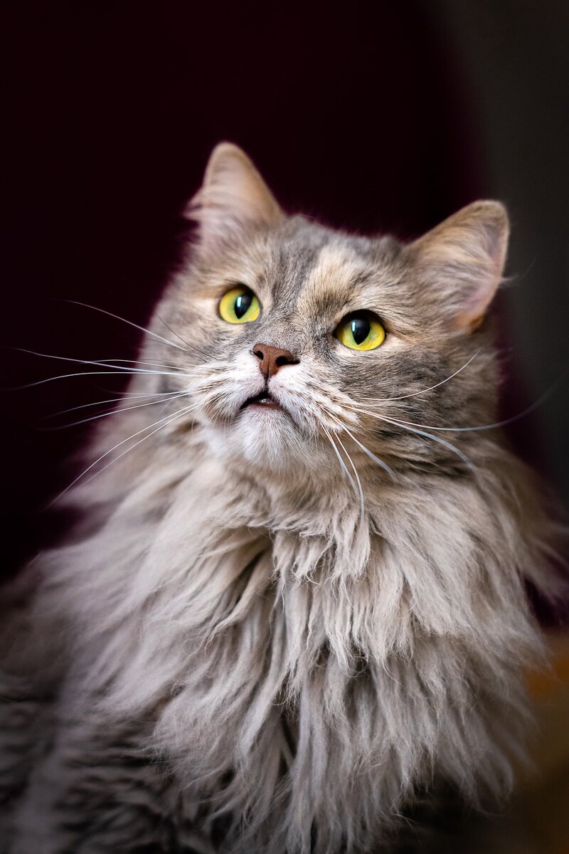 Длинная шерсть требует особенного ухода, поэтому лучше приучать к вычёсыванию таких красавиц, как Патриция. Кстати, эта потрясающая кошка ищет дом.
