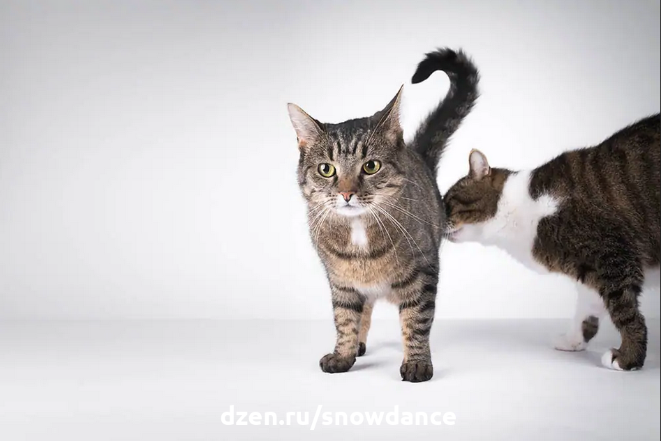 Почему кошки нюхают... попы друг друга? | КотоВедение | Дзен