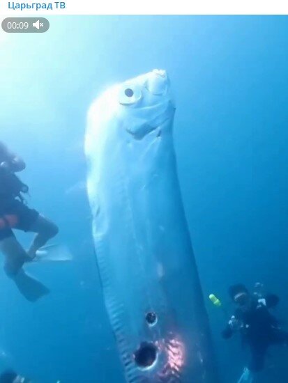 ФОТО: СКРИНШОТ TELEGRAM/ЦАРЬГРАД