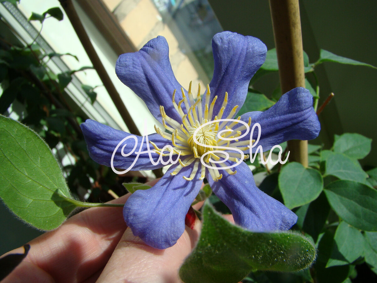 Juuli. главное, что это точно он