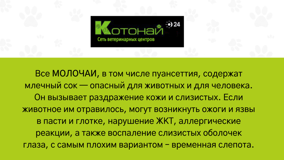 Растения, опасные для почек