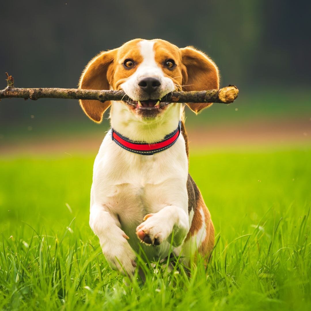 Хочу играть!