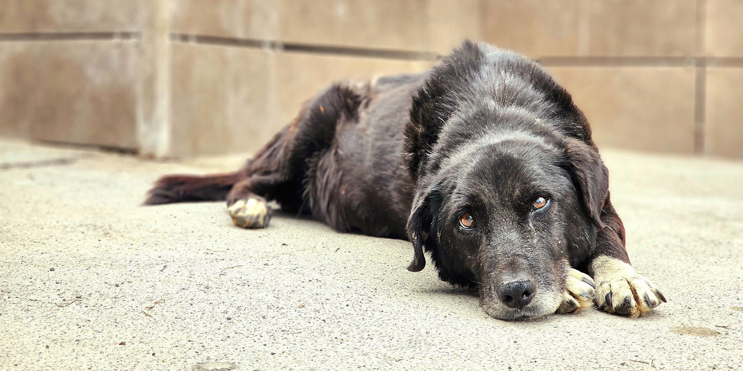 Пёс заболел и хозяин отправил его на улицу 💔 Преданный пёс не ел и умирал от тоски...