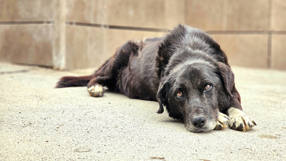 Приют дари добро в новосибирске для бездомных животных. Будни приюта для животных. Спасение бездомных животных приют дари. Дари добро приют новосибирск. Приют дари добро киров.