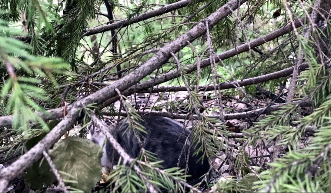 Через пару дней в кустах замаячил ещё один котёнок. Похоже, что оба котёнка из одного помёта.