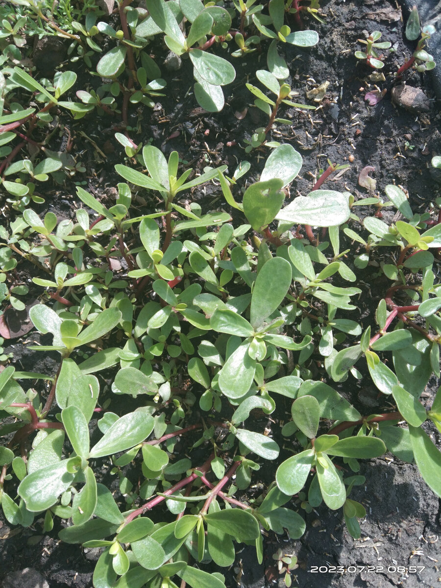 Портулак огородный 🌱