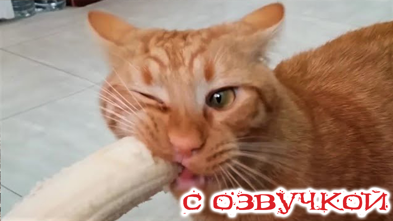 ПРИКОЛЫ С КОТАМИ! СМЕШНЫЕ КОТЫ с озвучкой! УГАРНЫЕ СМЕШНЫЕ ЖИВОТНЫЕ!  Приколы с животными! ДО СЛЁЗ!