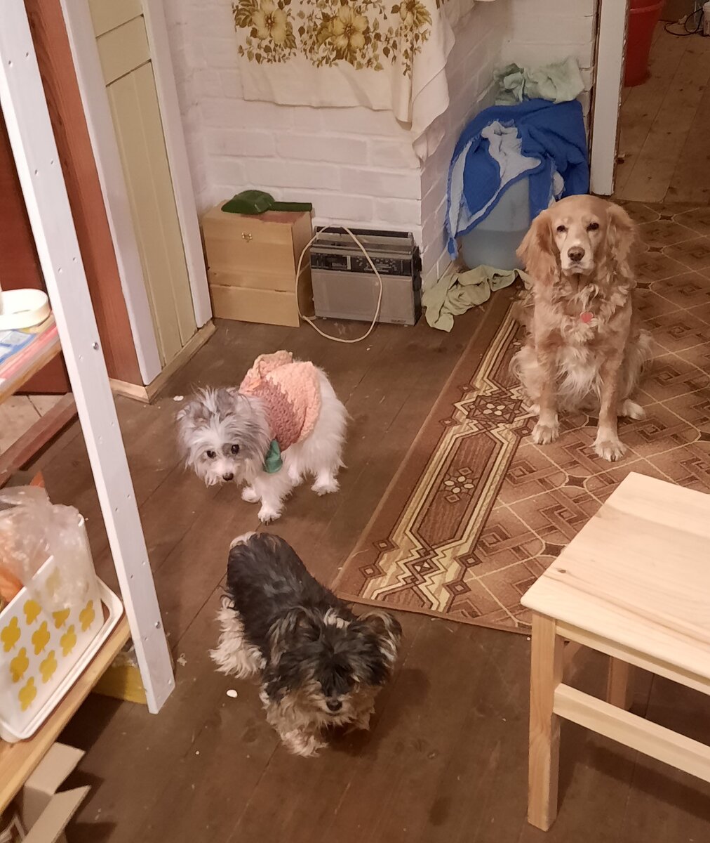 Это мы на даче в конце июня этого года, я раскладываю по мискам ужин, а они терпеливо ждут.