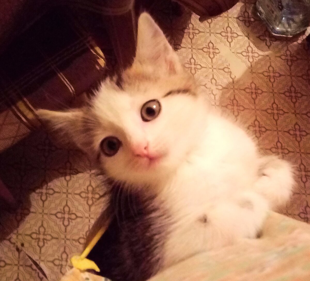 Котёнок Мурка в кармане, 2016