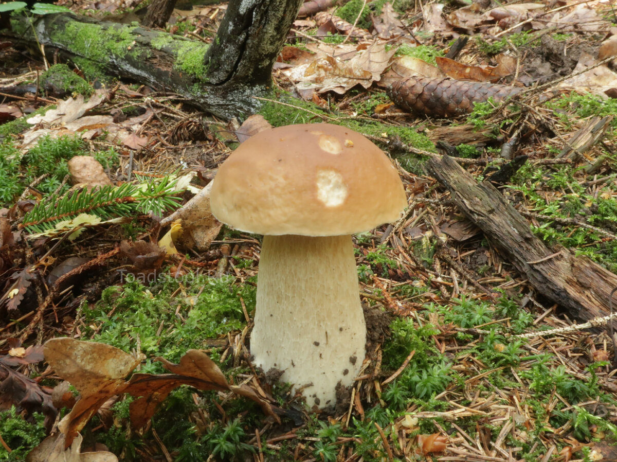 Подберезовик моховик. Белый гриб. Белый гриб фото. Ложный белый гриб. Грибница белых грибов.