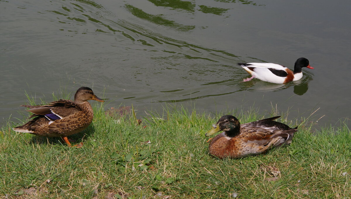 Кряквы удивляются, что за новая утка?