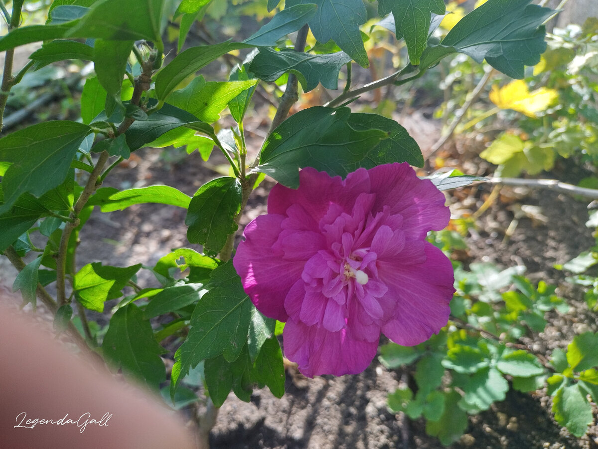 Крохотный гибискус