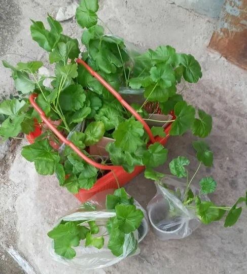 Первая партия пеларгоний. Фото автора