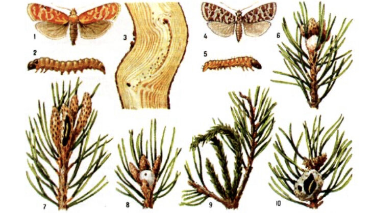 Для наглядности фото из справочника iplants