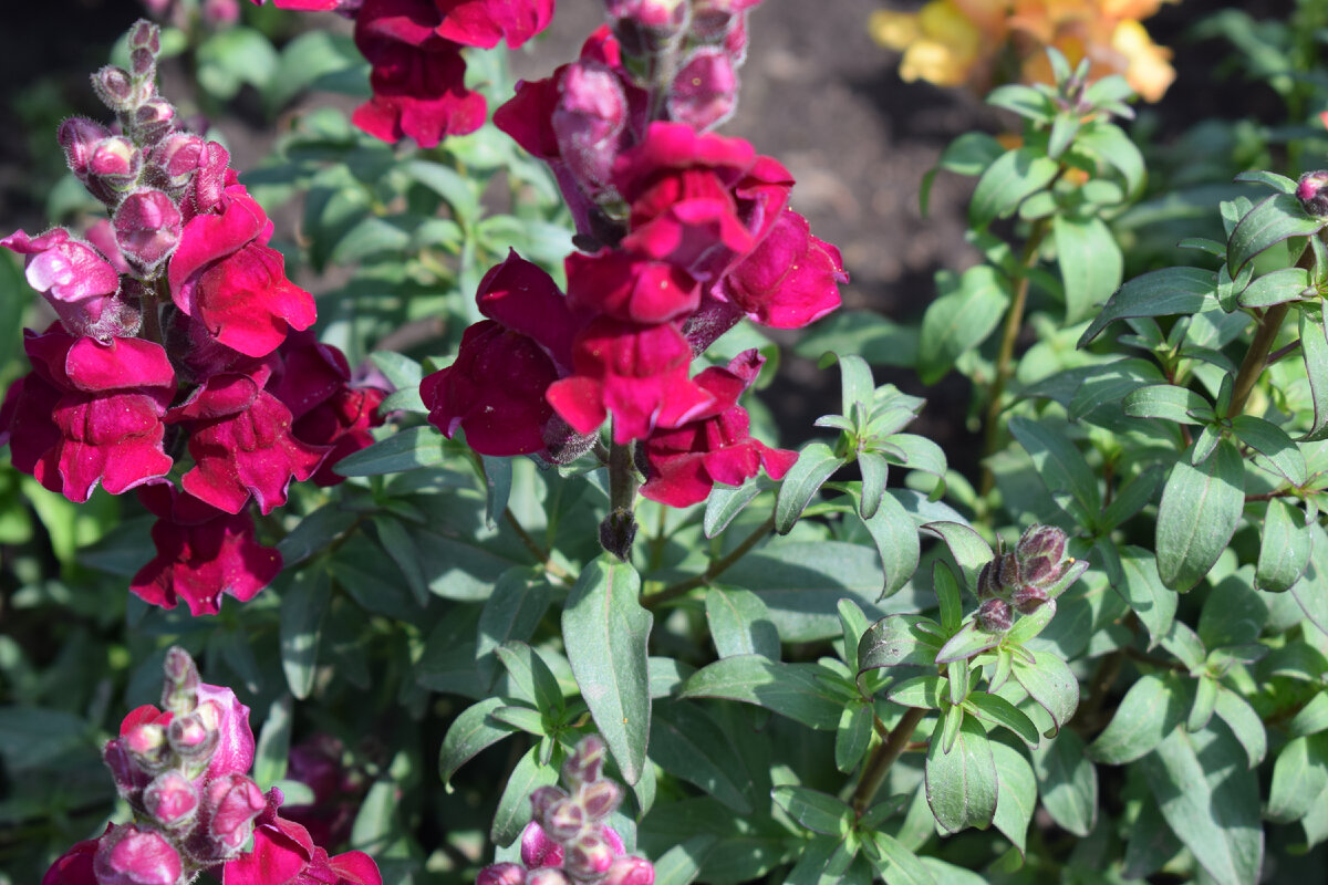 Antirrhinum Snaptastic Pink