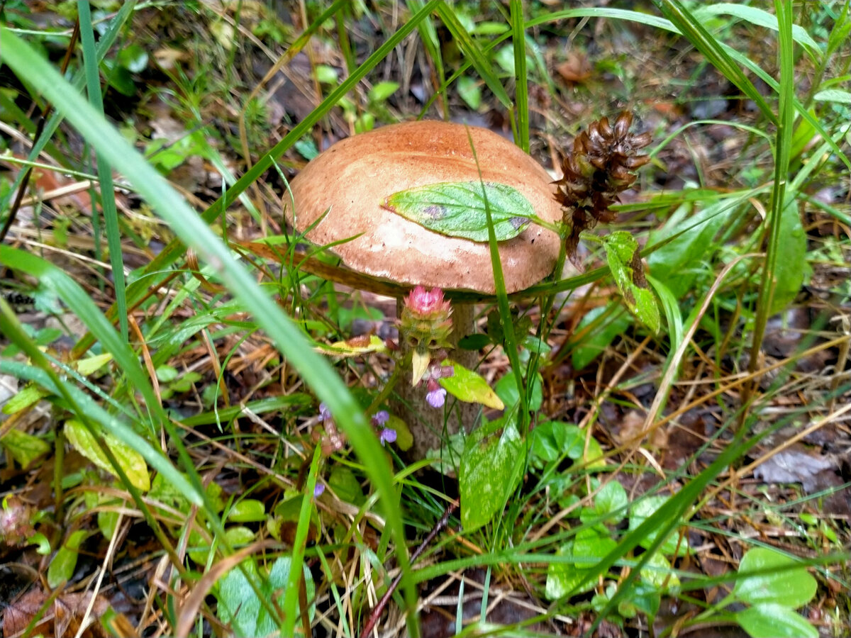 Подберезовик