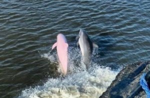    Фото: t.me/Reddit