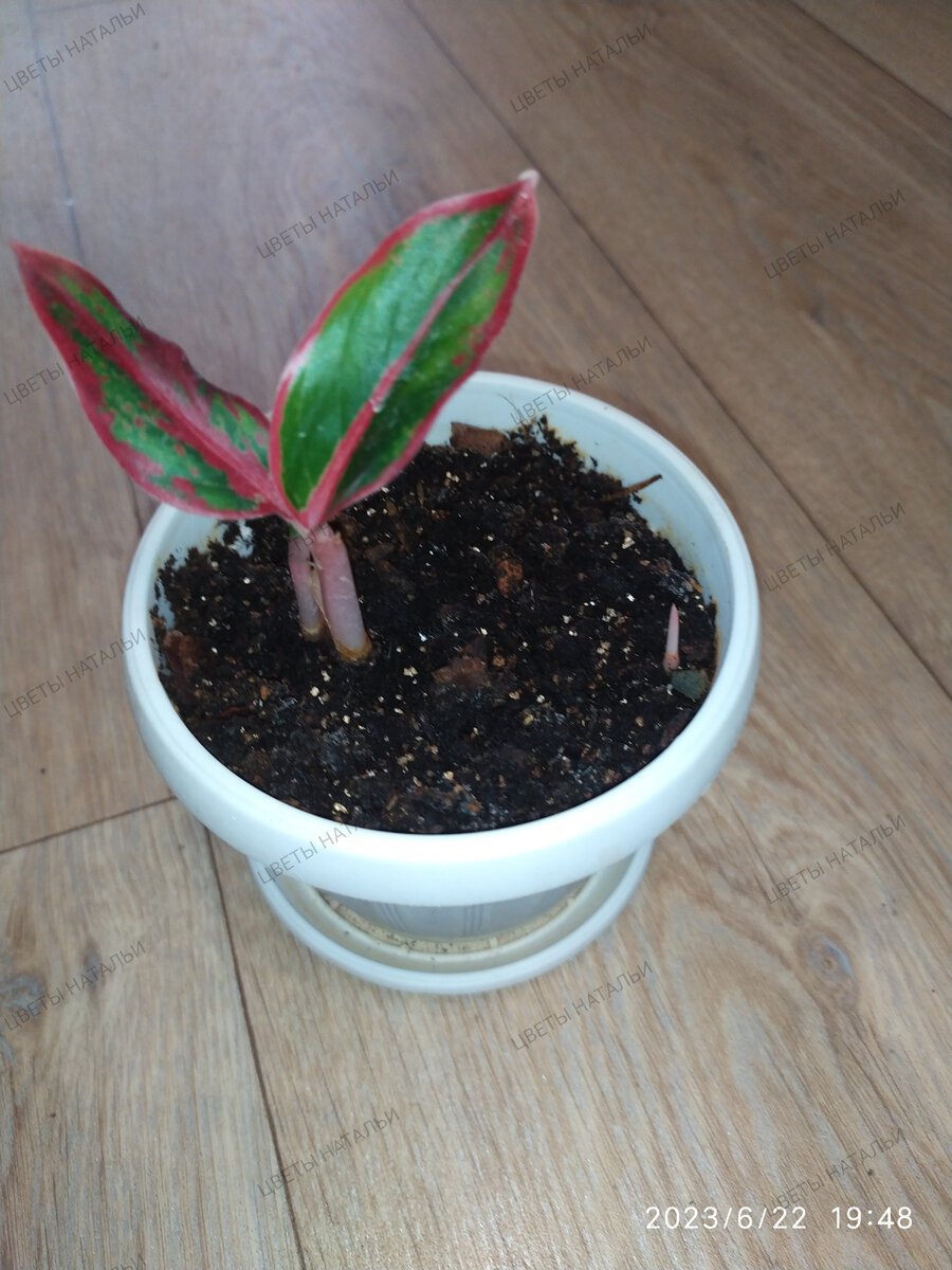 Крит радует,  возрождается