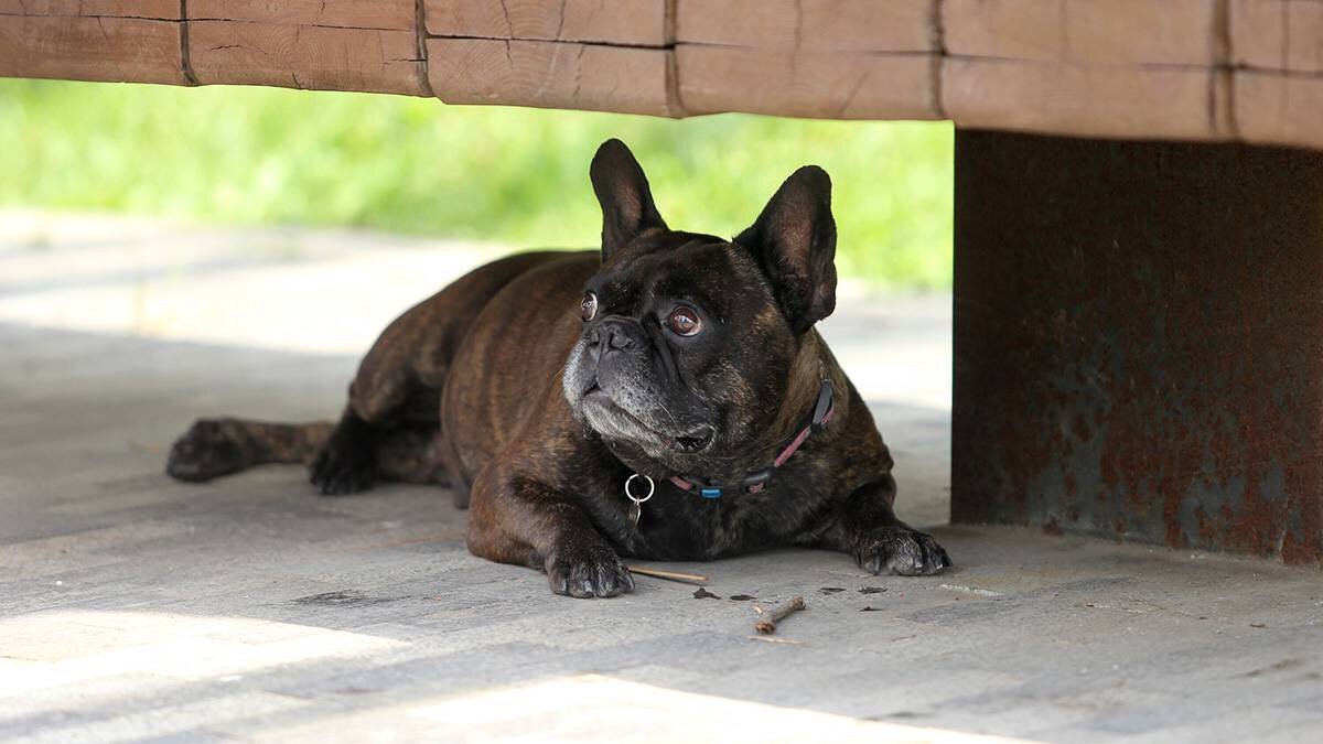    Фото: Ярослав Чингаев / АГН Москва