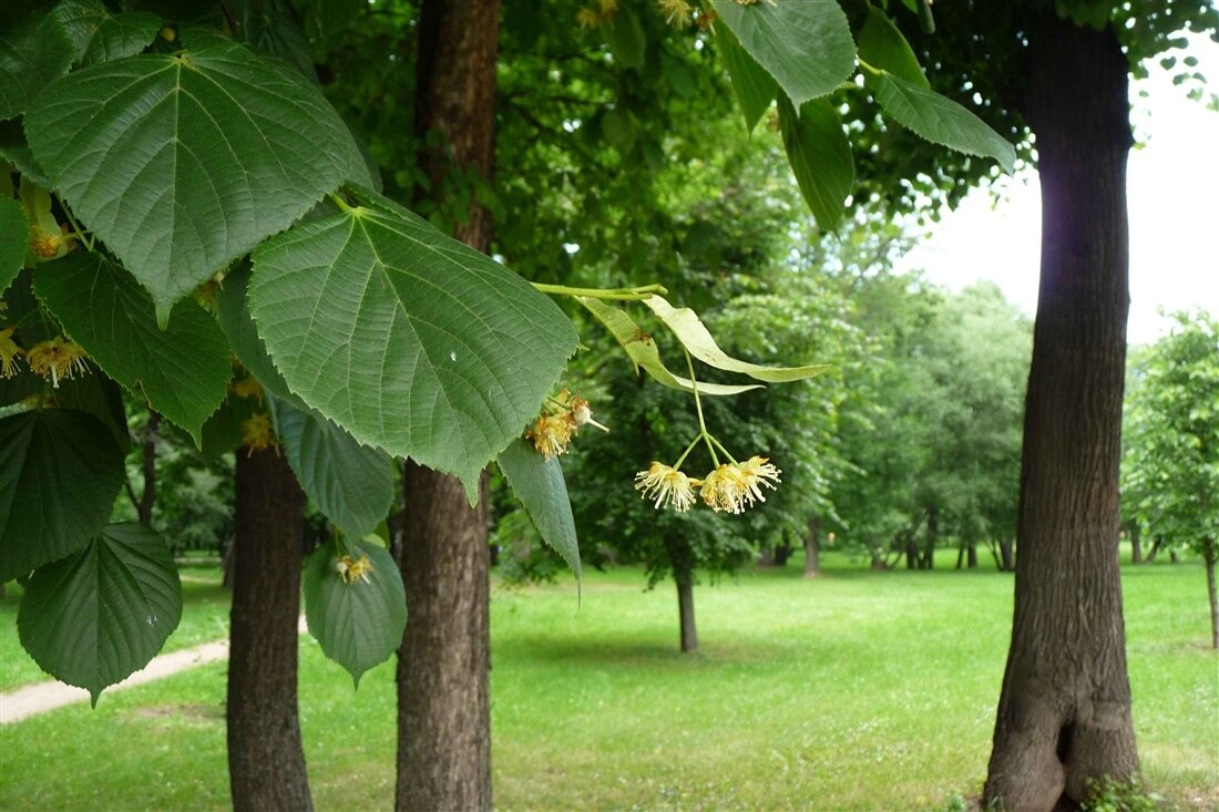 Липа мелколистная рисунок