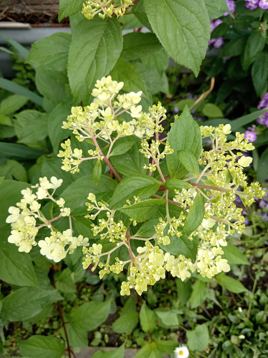 Фото автора. Гортензия