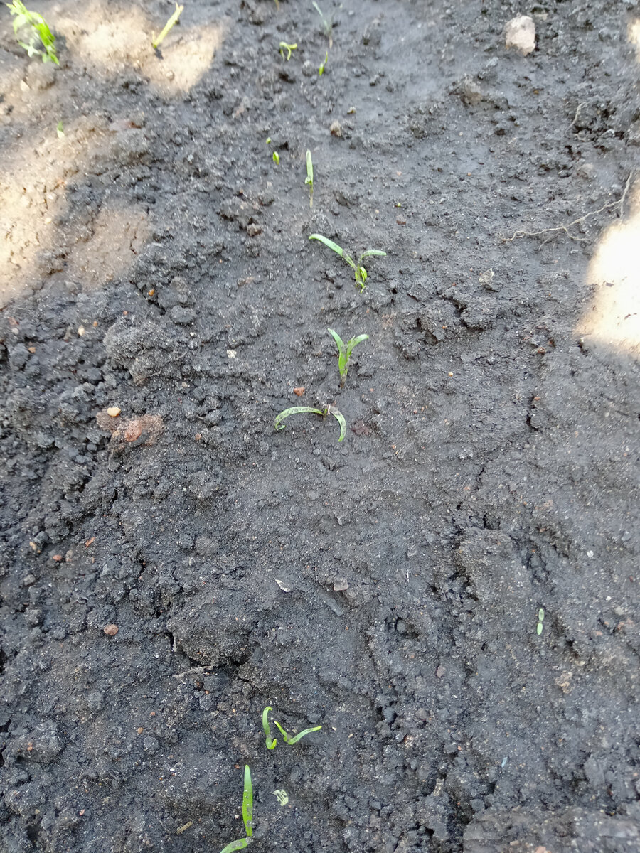 Вроде шпинат взошёл 