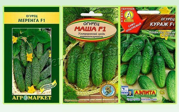 Сорт огурцов самоопыляемых для засолки. Сорта огурцов для засолки f1. семена огурца f1 лилипут. лучшие сорта огурцов для засолки.
