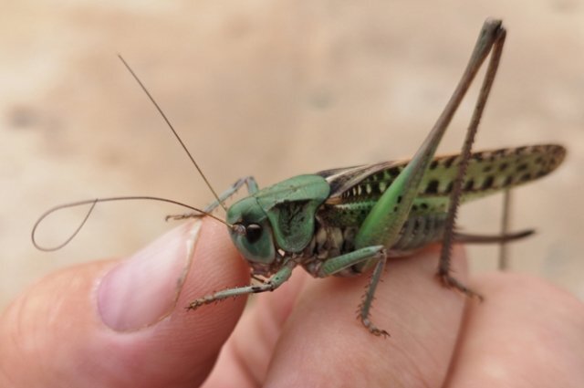    Опасна ли саранча для человека?