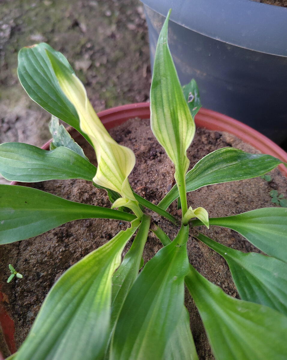 Хоста сорта Белое перо начала болеть в августе после удачного выбора места. Фото автора