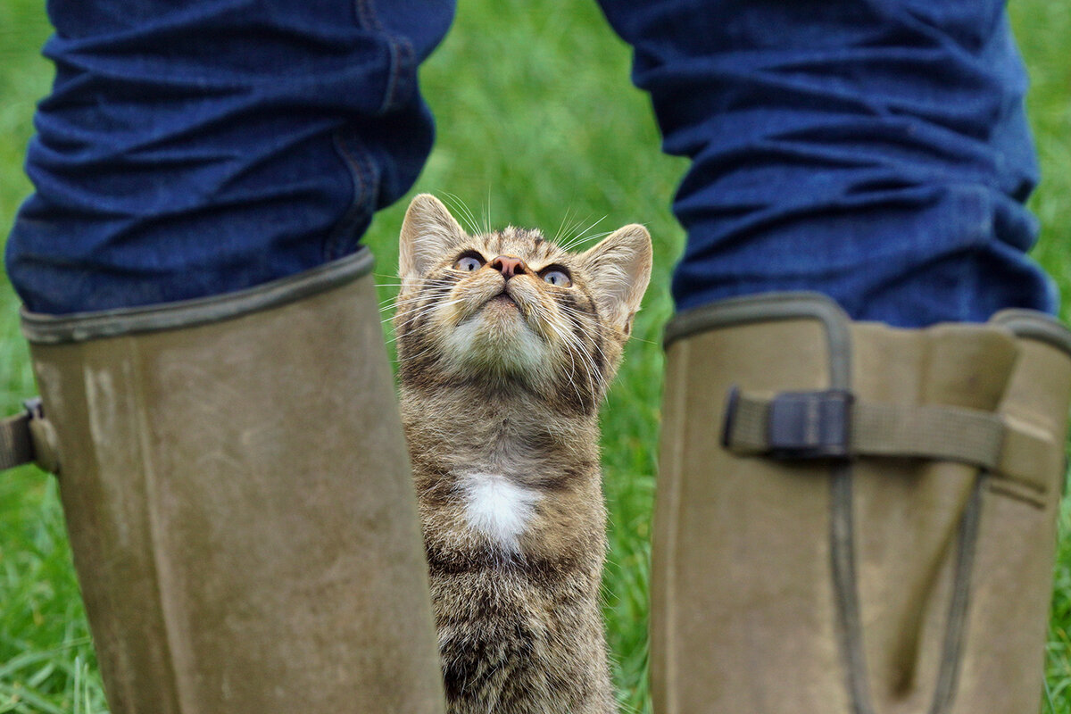 Лесного кота сложно найти, легко потерять и невозможно забыть.