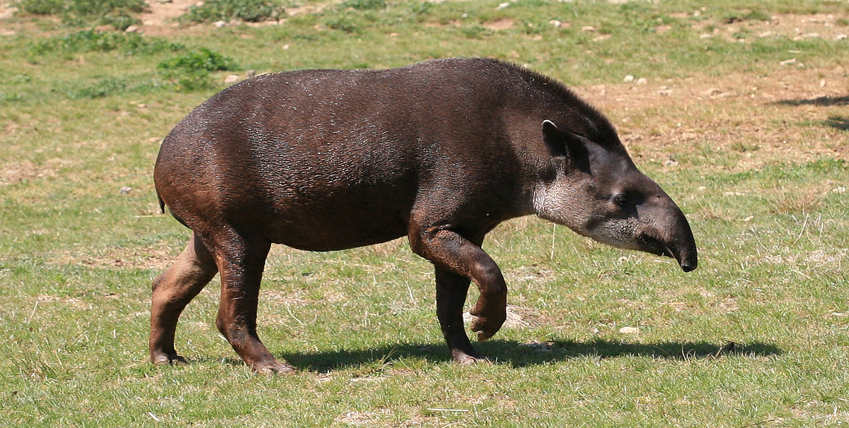 Равнинный тапир (лат. Tapirus terrestris) . Узнать его можно по ирокезу.