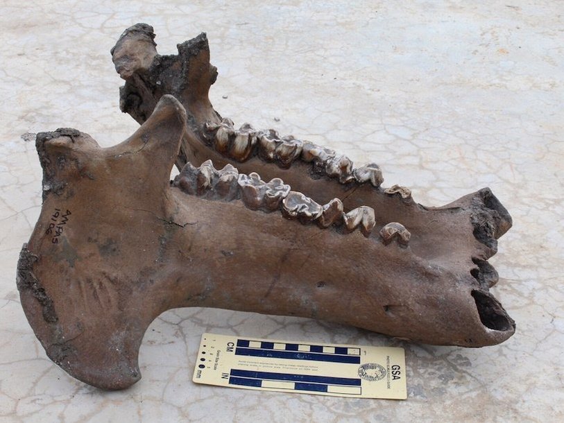 Нижняя челюсть Hippopotamus madagascariensis / Karen Samonds