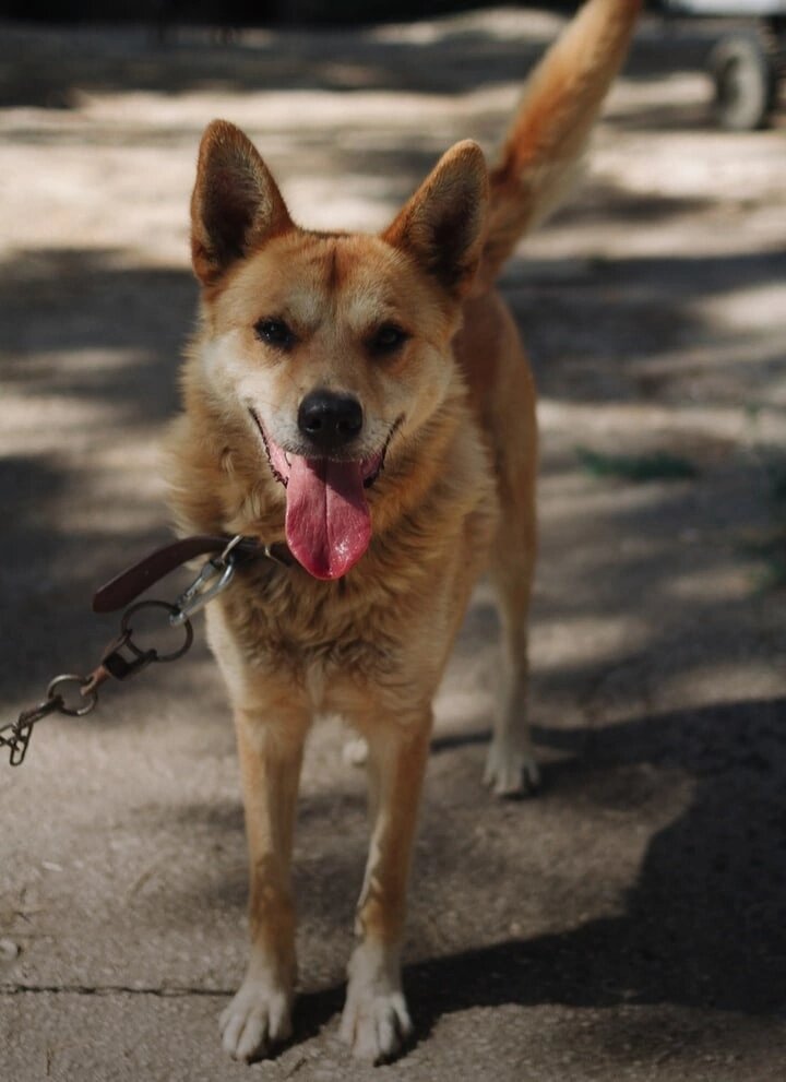 Без улыбки на него не взглянешь 