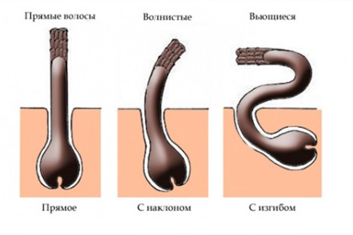 Различия волос. Строение волоса. Строение волосяного фолликула. Типы структуры волос. Структура прямых и кудрявых волос.