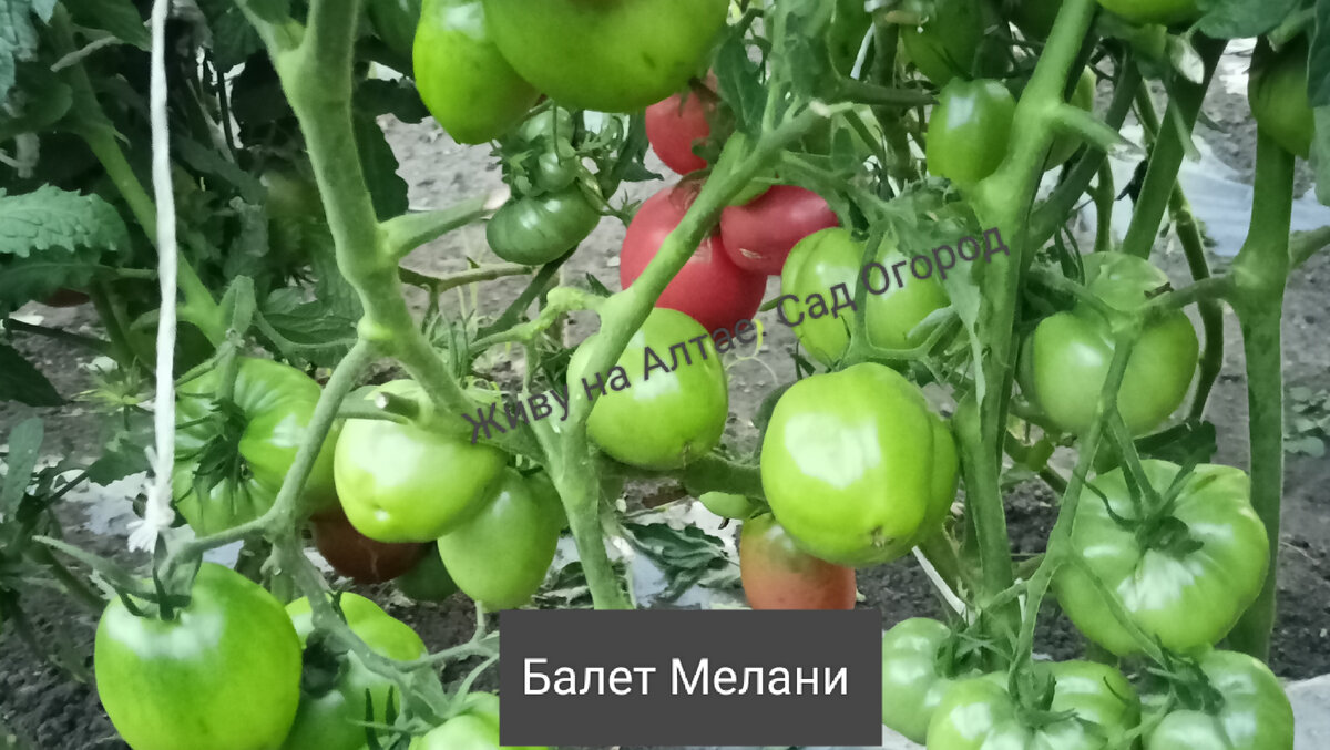 Томат гном балет мелани. Томатный гном балет мелани. Помидоры гном любовь одри. Гном балет мелани. Гном балет мелани.